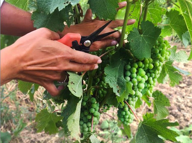 Regione: Emergenza Covd 19: la Regione Calabria attiva la vendemmia verde