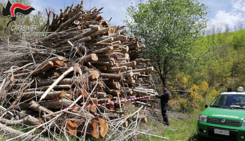 Acri: Denunce dei Carabinieri forestali per taglio abusivo e sequestro 