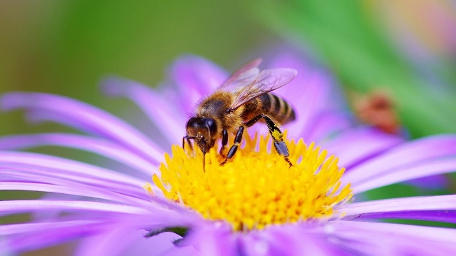 Giornata mondiale delle api la Coldiretti Calabria fa il punto della situazione nella regione