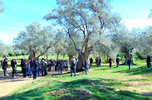 Rossano, tanta partecipazione alla camminata tra gli ulivi 