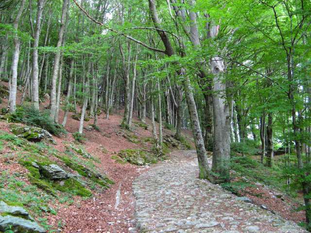 Coldiretti: il Regolamento forestazione approvato dalla Giunta Regionale complica enormemente il lavoro alle imprese forestali. 