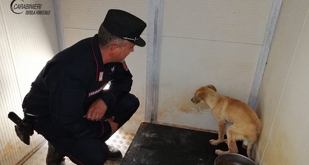 Trebisacce: Carabinieri Forestali prestano soccorso ad un cane meticcio di quattro mesi