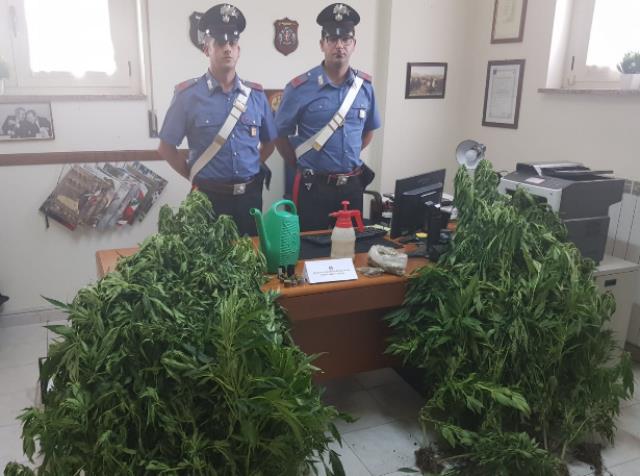 Bocchigliero (CS). Coltivatore di Marijuana, arrestato dai carabinieri mentre annaffia le piante