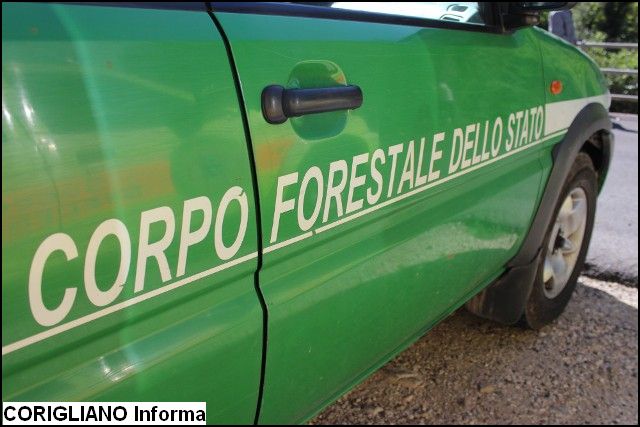 Due giovani Rossanesi arrestati dalla Forestale per furto di legna