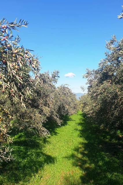 Coldiretti Calabria: in Calabria perdita secca di 400 milioni tra filiera olivicola e lindotto